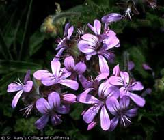 Pelargonium vitifolium Grapeleaf geranium Pelargonium vitifolium Grapeleaf geranium
