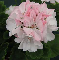 Pelargonium zonale Horseshoe geranium Pelargonium zonale Horseshoe geranium