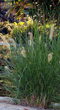 Pennisetum alopecuroides Chinese Fountain Grass, Fountain Grass, Swamp Foxtail Grass, Chinese Fountain Grass Pennisetum alopecuroides Chinese Fountain Grass, Fountain Grass, Swamp Foxtail Grass, Chinese Fountain Grass