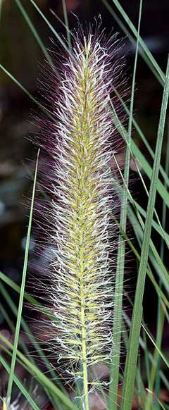 Pennisetum alopecuroides Chinese Fountain Grass, Fountain Grass, Swamp Foxtail Grass, Chinese Fountain Grass