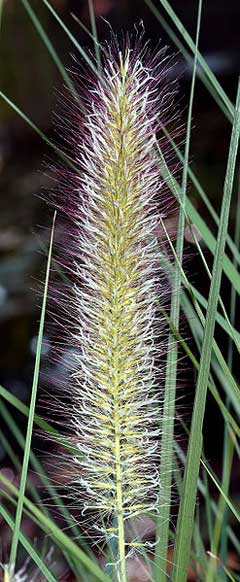 Pennisetum alopecuroides Chinese Fountain Grass, Fountain Grass, Swamp Foxtail Grass, Chinese Fountain Grass Pennisetum alopecuroides Chinese Fountain Grass, Fountain Grass, Swamp Foxtail Grass, Chinese Fountain Grass