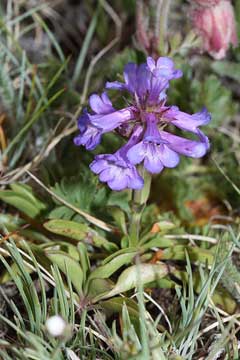Penstemon procerus Small-Flowered Penstemon, Littleflower penstemon, Pincushion beardtongue, Tolmie Penstemon procerus Small-Flowered Penstemon, Littleflower penstemon, Pincushion beardtongue, Tolmie