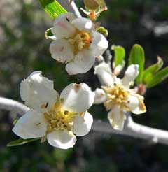 Peraphyllum ramosissimum Squaw Apple, Wild crab apple Peraphyllum ramosissimum Squaw Apple, Wild crab apple