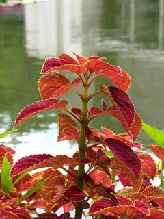 Perilla frutescens nankinensis Purple Shiso Perilla frutescens nankinensis Purple Shiso