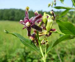 Periploca graeca Silk Vine Periploca graeca Silk Vine