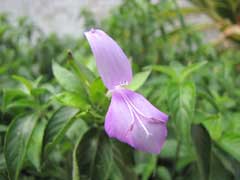 Peristrophe japonica Peristrophe japonica