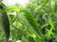 Peristrophe japonica Peristrophe japonica