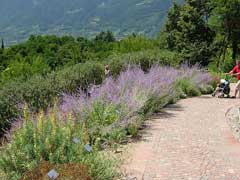 Perovskia atriplicifolia Russian Sage, Azure Sage Perovskia atriplicifolia Russian Sage, Azure Sage