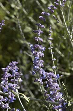 Perovskia atriplicifolia Russian Sage, Azure Sage Perovskia atriplicifolia Russian Sage, Azure Sage
