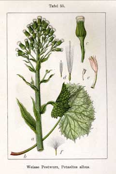 Petasites albus Butterbur Petasites albus Butterbur