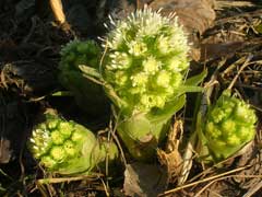 Petasites albus Butterbur Petasites albus Butterbur