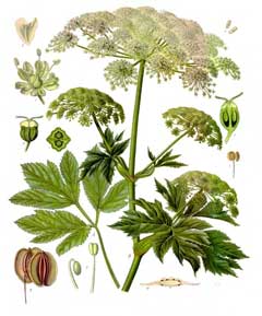 Peucedanum ostruthium Masterwort Peucedanum ostruthium Masterwort