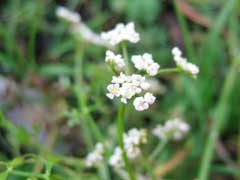 Peucedanum palustre Marsh Hog Peucedanum palustre Marsh Hog