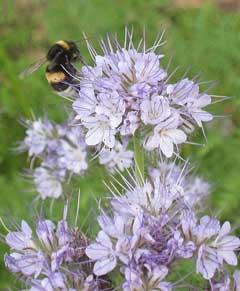 Phacelia tanacetifolia Fiddleneck, Lacy phacelia Phacelia tanacetifolia Fiddleneck, Lacy phacelia