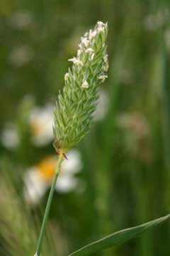 Phalaris minor Small Canary Grass, Littleseed canarygrass Phalaris minor Small Canary Grass, Littleseed canarygrass