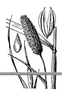 Phalaris minor Small Canary Grass, Littleseed canarygrass Phalaris minor Small Canary Grass, Littleseed canarygrass