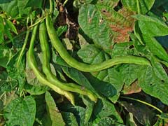 Phaseolus vulgaris French Bean, Kidney bean