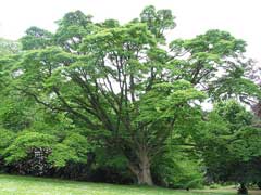 Phellodendron_amurense Amur Cork Tree, Chinese Corktree