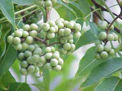 Phellodendron_amurense Amur Cork Tree, Chinese Corktree