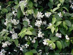 Philadelphus coronarius Mock Orange, Sweet mock orange Philadelphus coronarius Mock Orange, Sweet mock orange