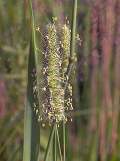 Phleum pratense Timothy Phleum pratense Timothy