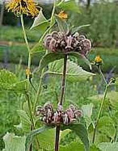 Phlomis samia Phlomis samia