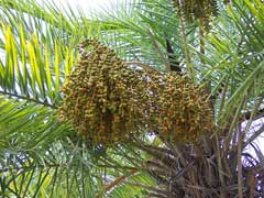 phoenix reclinata Senegal Date Palm phoenix reclinata Senegal Date Palm
