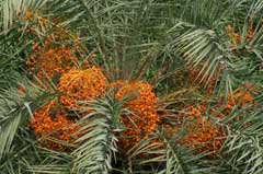 Phoenix sylvestris Wild Date Plum, India Date Palm Phoenix sylvestris Wild Date Plum, India Date Palm