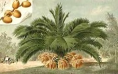 Phoenix canariensis Canary Island Date Palm