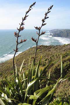 Phormium tenax New Zealand Flax, Coastal Flax, New Zealand Hemp