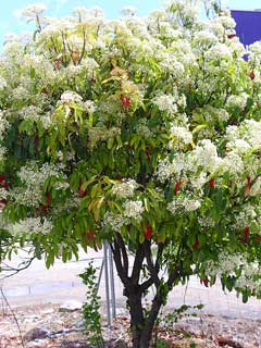 Photinia serratifolia Taiwanese photinia , Chinese Photinia Photinia serratifolia Taiwanese photinia , Chinese Photinia
