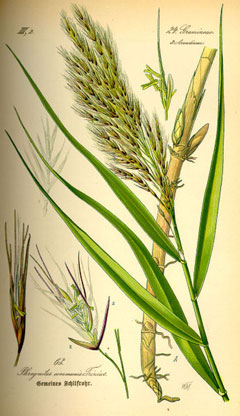 Phragmites_australis Common Reed,  American common reed, Hybrid common reed,  European common reed, Subtropical common re