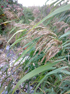 Phragmites Common Reed,  American common reed, Hybrid common reed,  European common reed, Subtropical common re