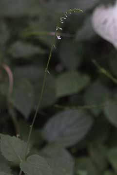 Phryma leptostachya Lopseed, American lopseed Phryma leptostachya Lopseed, American lopseed