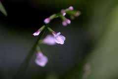 Phryma leptostachya Lopseed, American lopseed Phryma leptostachya Lopseed, American lopseed