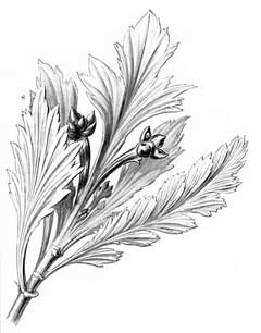 Phyllocladus_aspleniifolius Celery Top Pine