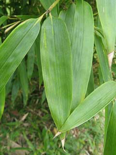 Phyllostachys bambusoides Madake, Japanese timber bamboo Phyllostachys bambusoides Madake, Japanese timber bamboo