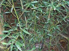 Phyllostachys bissetii Phyllostachys bissetii