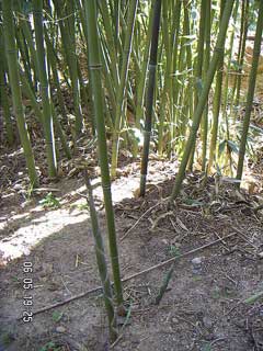 Phyllostachys bissetii Phyllostachys bissetii
