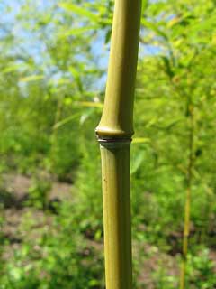 Phyllostachys nigra henonis Ha-Chiku Phyllostachys nigra henonis Ha-Chiku