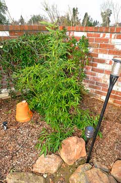 Phyllostachys rubromarginata Reddish bamboo Phyllostachys rubromarginata Reddish bamboo
