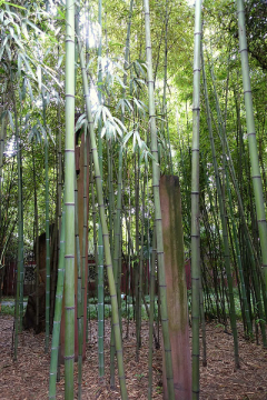 Phyllostachys Stone Bamboo