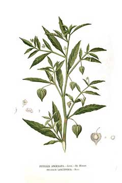 Physalis angulata Cutleaf Ground Cherry Physalis angulata Cutleaf Ground Cherry