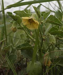 Physalis viscosa Sticky Ground Cherry, Starhair groundcherry Physalis viscosa Sticky Ground Cherry, Starhair groundcherry