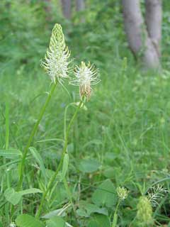 Phyteuma spicatum Spiked Rampion Phyteuma spicatum Spiked Rampion