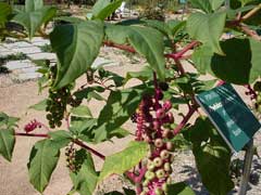 Phytolacca americana Pokeweed, American pokeweed, Garnet, Pigeon Berry, Poke Phytolacca americana Pokeweed, American pokeweed, Garnet, Pigeon Berry, Poke