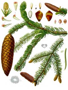 Picea_abies Norway Spruce