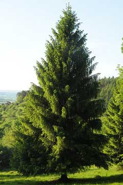 Picea_abies Norway Spruce