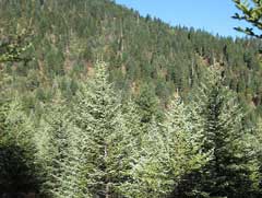 Picea asperata Chinese Spruce Picea asperata Chinese Spruce