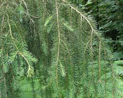 Picea breweriana Weeping Spruce, Brewer spruce Picea breweriana Weeping Spruce, Brewer spruce